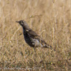 Mistle Thrush; Zorzal Charlo