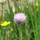 Wild Chive