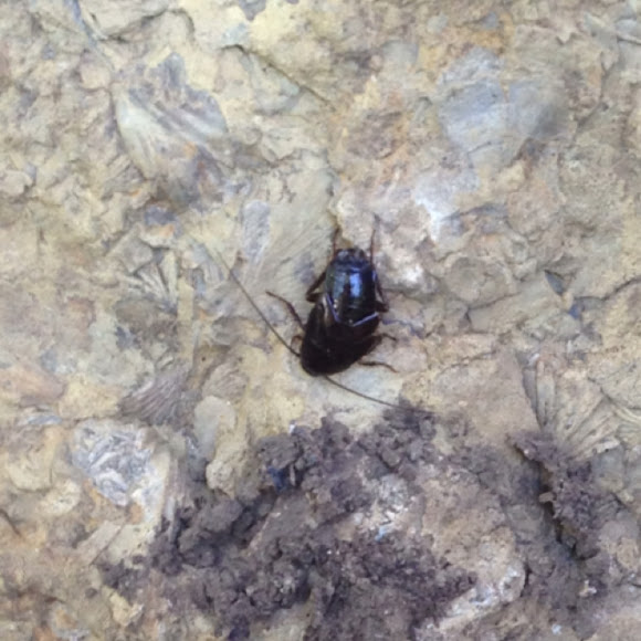 Wood Roach Project Noah