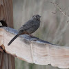 Canyon Towhee