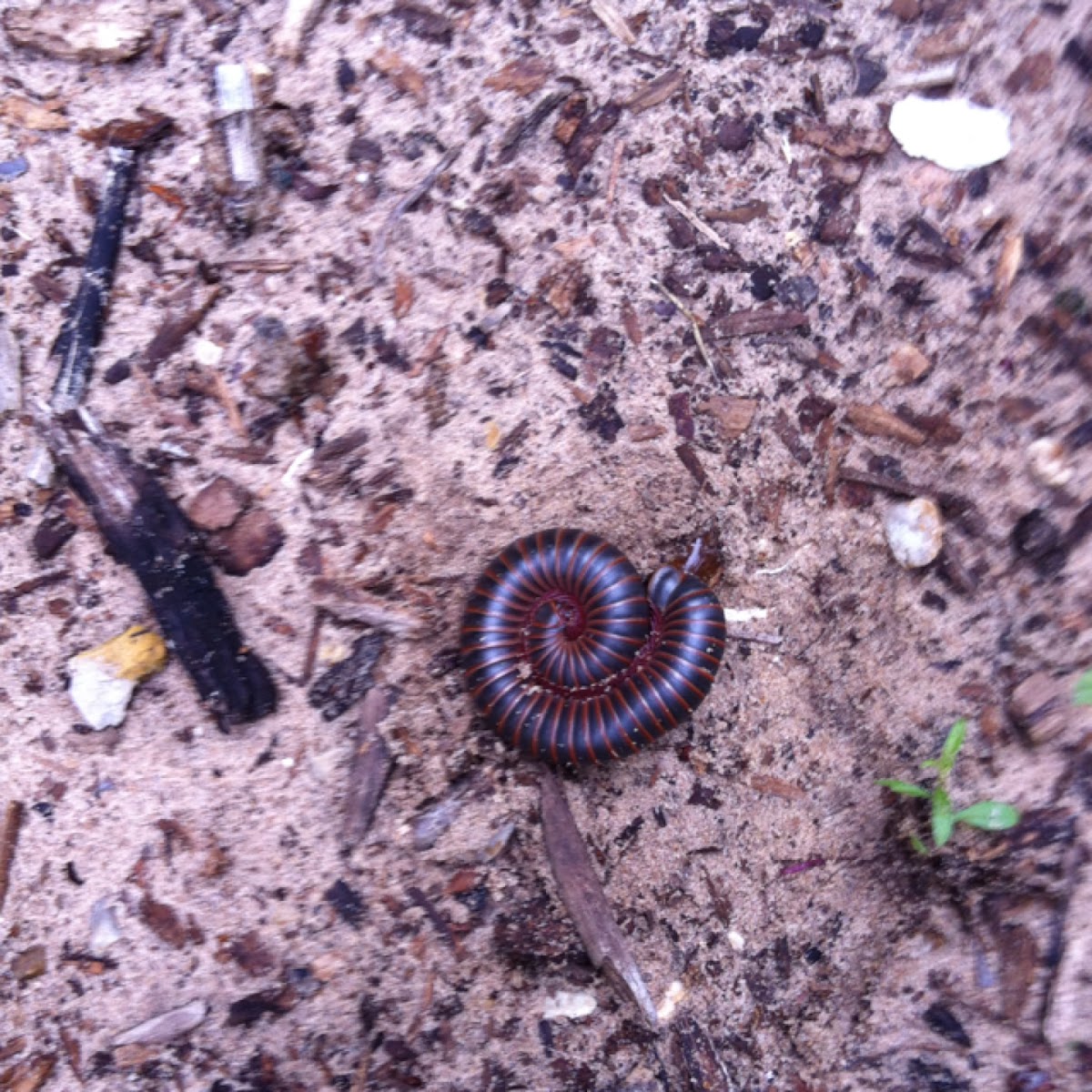 Millipede Project Noah