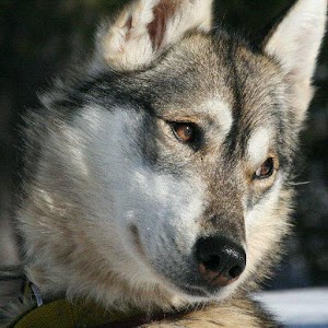 SnowTrail DogCamp EN 0.82.13465.18597