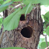 Red-bellied woodpecker nest cavity.