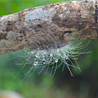 Hairy white Caterpillar