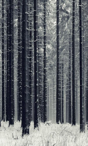 Forest Wood Wallpaper