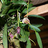 Orquídea (Orchid)