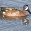 Blue-wing Teal