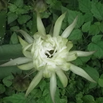 Flora of Tirupati
