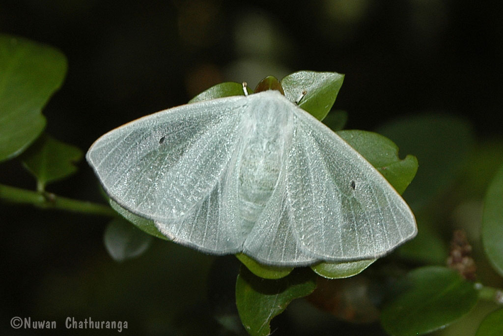 Lymantriid Moth