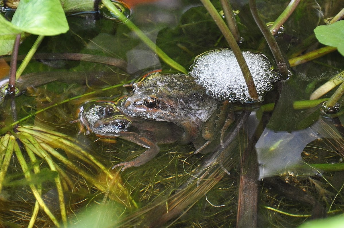Broad Palmed Frog, Gravel Frog