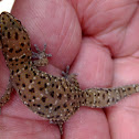 Transvaal gecko