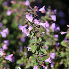 Calamint