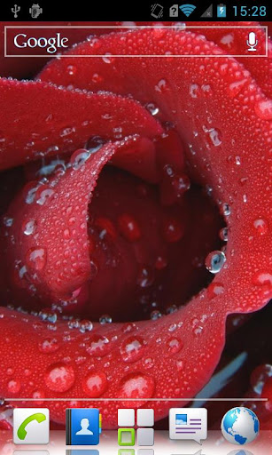 Macro flowers with dew