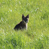 North American Bobcat-Lynx Rufus