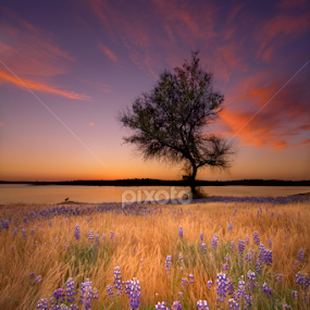 Lone tree. by Dustin Penman - Landscapes Prairies, Meadows & Fields