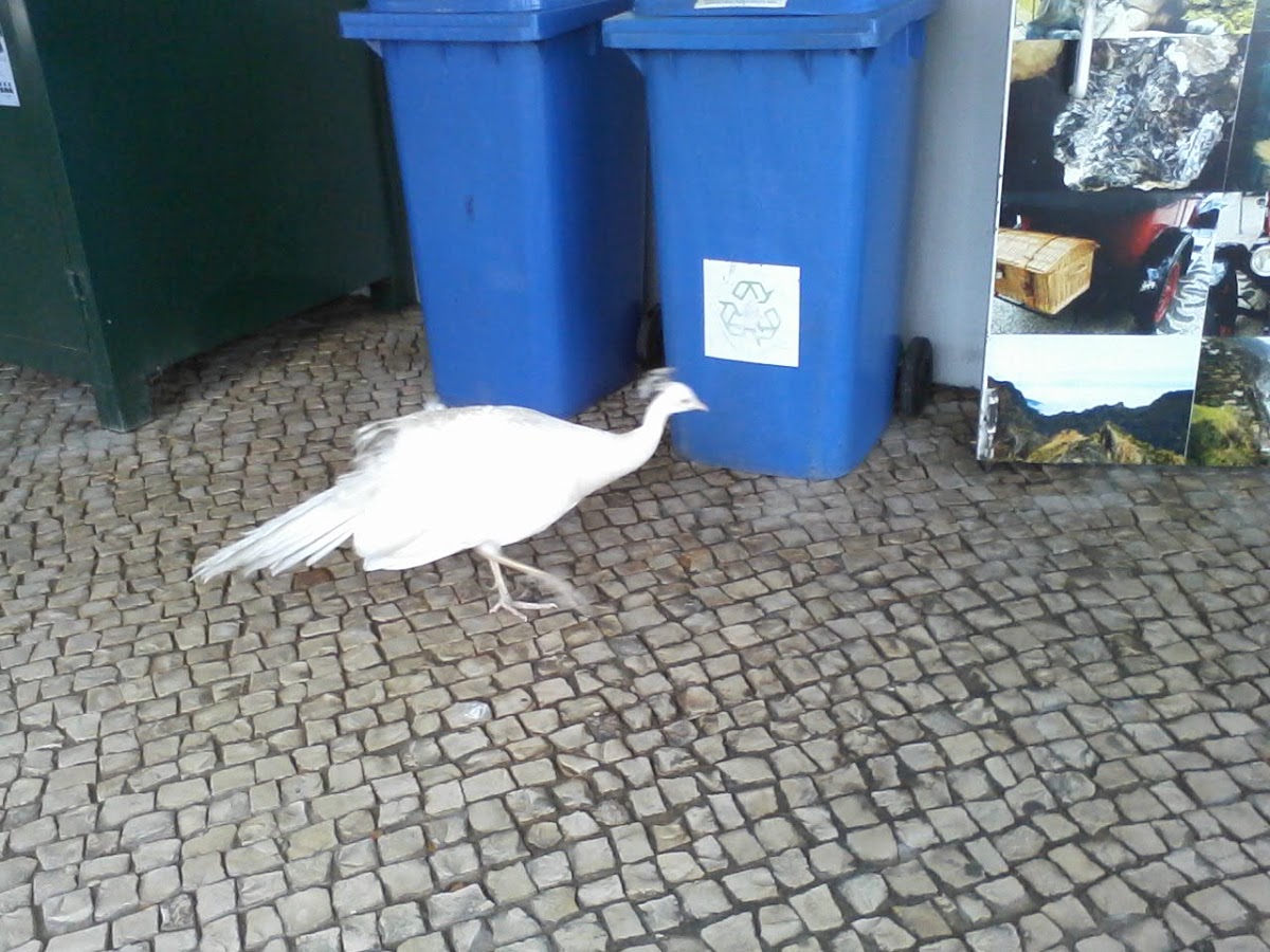 Albino Peafowl