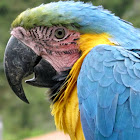 Macaw, Blue and Yellow