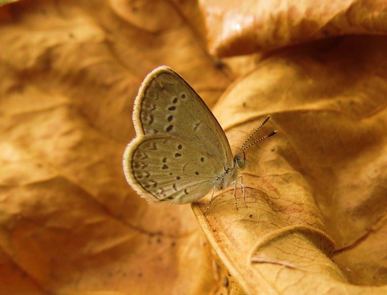 Lesser Grass Blue Butterfly