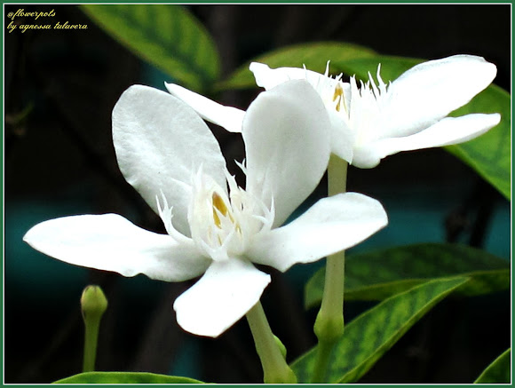 White Angel Snowflake Flower Project Noah