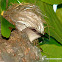 Purple-rumped Sunbird - Female