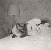 Vintage cat photo