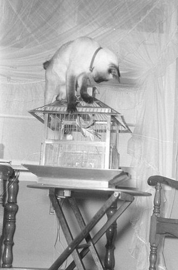 Vintage photo of cats