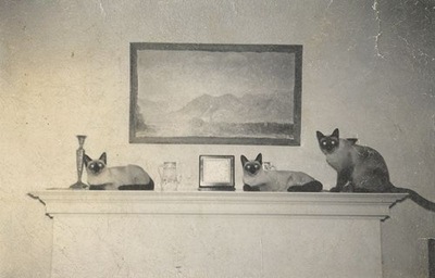 Vintage cat photo