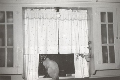 Vintage cat photo