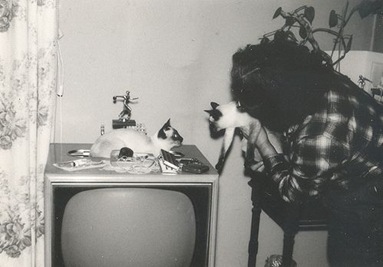 Vintage cat photos