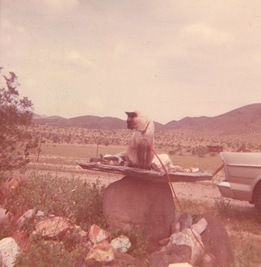 Vintage cat photos