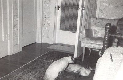 Vintage cat photos