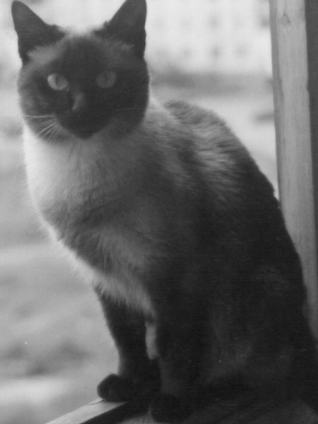 [vintage_cats_30[2].jpg]