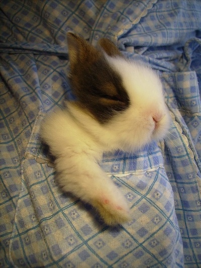 [bunny_rabbit_1[2].jpg]
