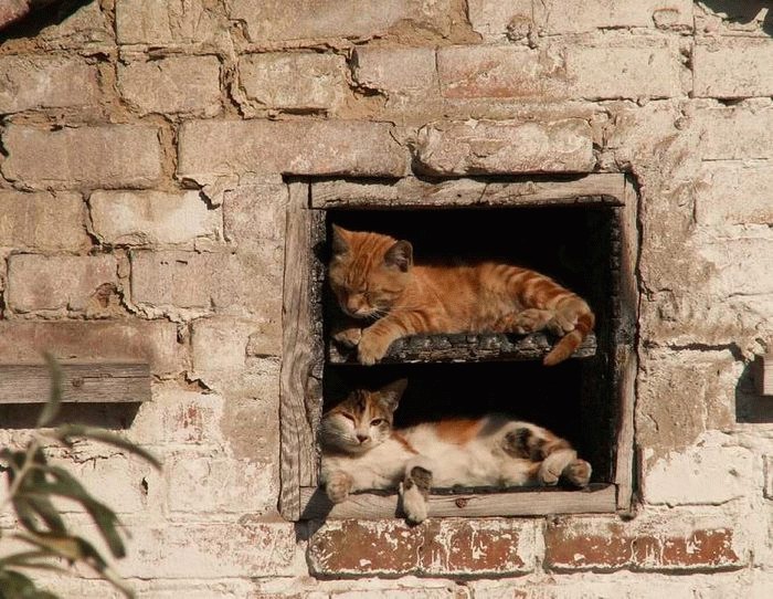 [funny_kittens_02[2].jpg]