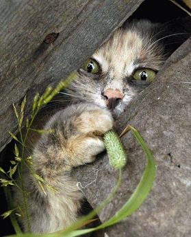 funny_kittens_05