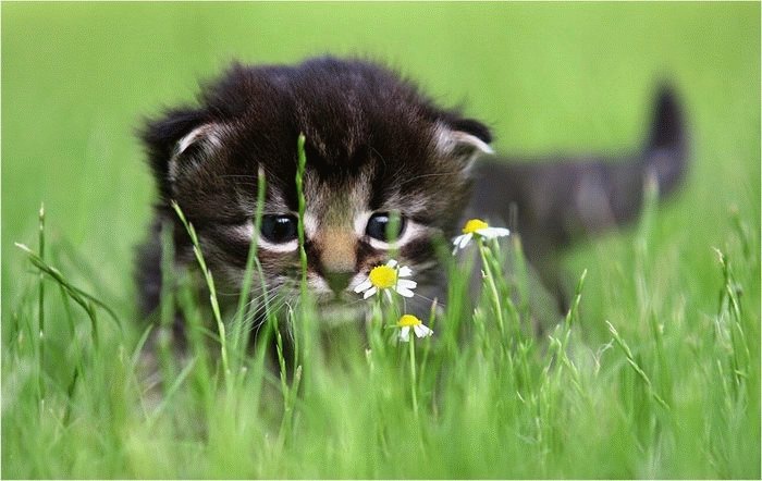 [funny_kittens_06[2].jpg]