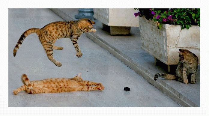 [funny_kittens_11[2].jpg]
