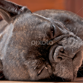 by Ancor Jiménez - Animals - Dogs Portraits