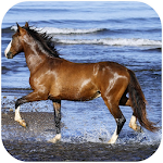 Cover Image of डाउनलोड Amazing horses Video LWP 1.0 APK