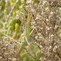 Toothpick Grasshopper