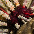 Red Pencil Urchin