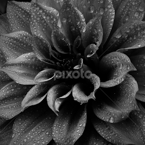 by Monzur Sazid Ahmed - Black & White Flowers & Plants
