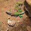 Giant Ameiva