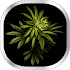 Weed Live Wallpaper21.0