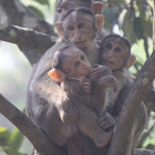 bonnet macaque