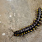 Millipede