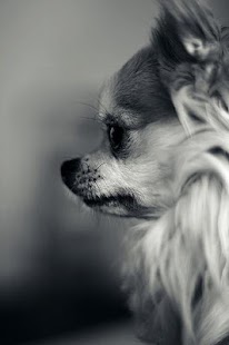 How to download Chihuahua Wallpapers HD 1.0 mod apk for pc