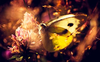 Butterfly Wallpaper APK Download for Android