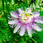 Passion Flower