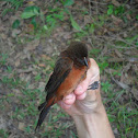 Silver-beaked Tanager